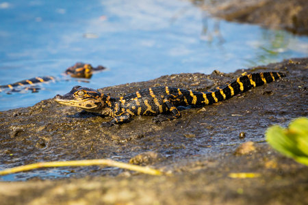 A closeup of a cute tiny baby alligator standing on wet rocks next to a lake