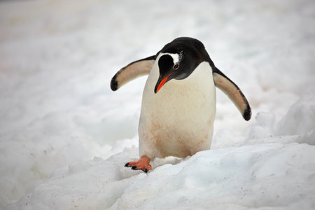 A closeup of a gentoo penguin on the snow in Antarctica with a blurry backgroundの写真素材