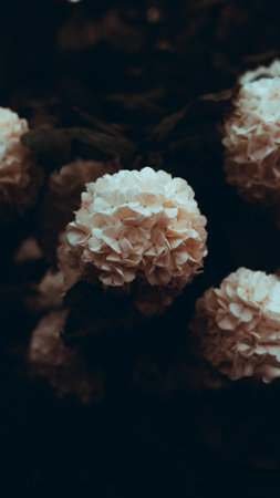 A vertical closeup shot of beautiful hydrangea flowers in a garden