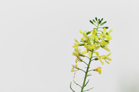 A selective focus of the blossomed yellow rapeseed flowers against the white backgroundの写真素材