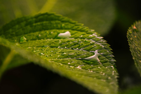 A closeup shot of waterdrops on green leaves