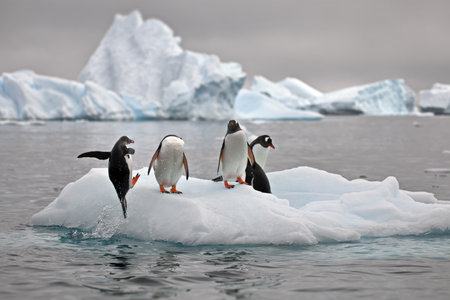 A view of Gentoo penguins standing on a piece of ice on a water day in Antarcticaの写真素材