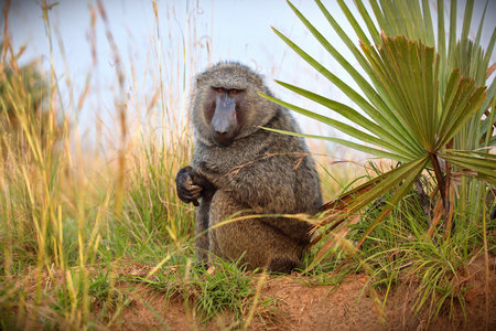 A closeup shot of a guinea baboon on a field in Uganda