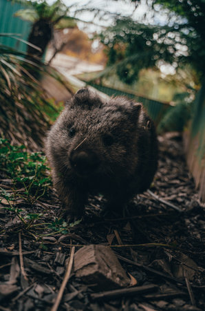 A vertical shot of an adorable wombat at a zoo