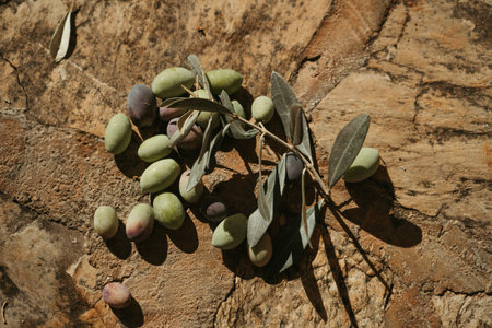 Picked fresh olives on floor ready to processing to olive oil. Harvested fresh olives, Turkish Mediterraneanの写真素材