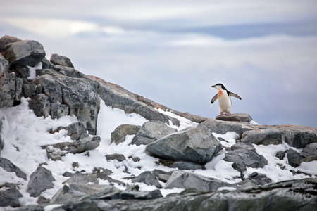 A view of a Gentoo penguin standing on a high rock against a cloudy sky in Antarcticaの写真素材