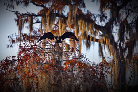 A heron with open wings on a tree in Cypress swamps, USA