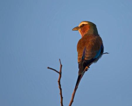 A closeup of a wild bird perched on a leafless branch against a clear blue sky in Namibiaの写真素材