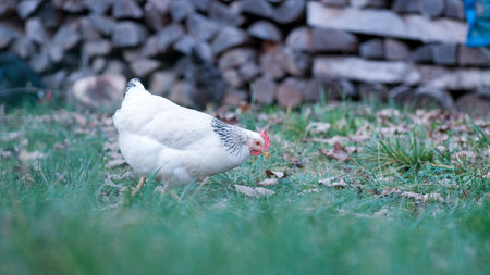 A closeup of a white hen in a field