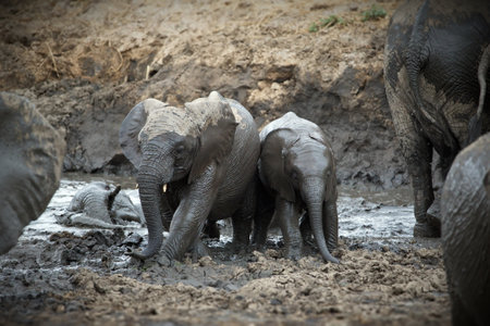 A group of muddy elephants in a pond in Tanzaniaの写真素材