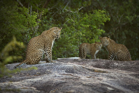 A group of leopards on a rock against green forest trees in Sri Lanka