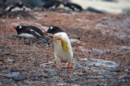 The penguins in their natural habitat in Antarcticaの写真素材