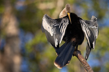 A selective focus shot of a darter perched on a branch in Pantanal, Brasilの写真素材