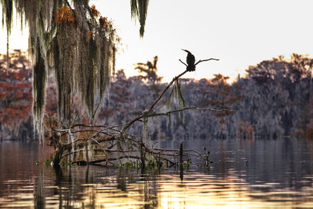 A fall composition in Cypress swamps, USAの写真素材
