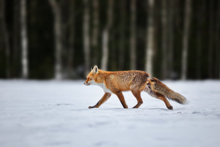 A beautiful shot of a fox in a forest covered in snow  in Belarusの写真素材