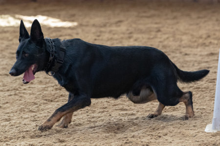 A closeup shot of a german shepherd at trainingの写真素材