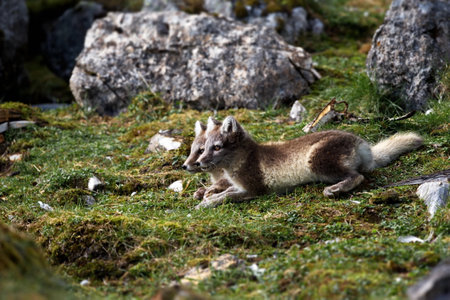 A beautiful shot of lying arctic foxes during the day in Svalbard
