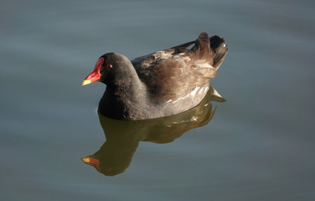 A juvenile moorhen swimming in the waterの写真素材