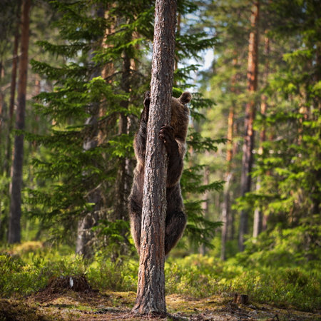 A green forest with grizzly bears climbing a tree in Finland during daylight