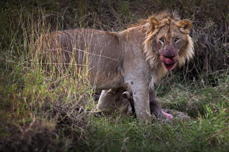 A lion with a bloody face in Masai Mara, Kenya