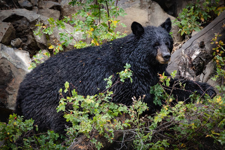 A big black bear sitting in the jungle