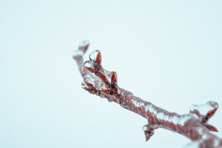 A photo of an apple tree branch with buds covered with transparent ice and winter landscapeの写真素材