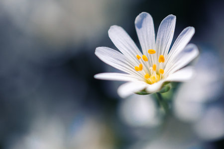 A selective focus of a white flowerの写真素材