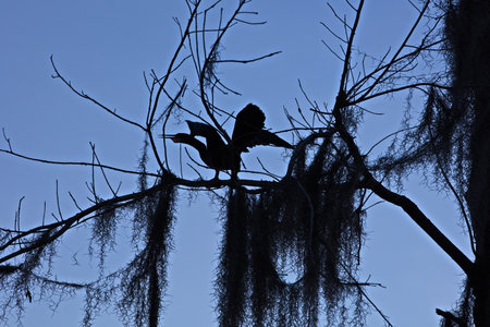 A silhouette of a bird on a tree in Cypress swamps, USA