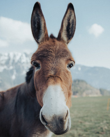 A vertical closeup shot of the cute donkey in the field