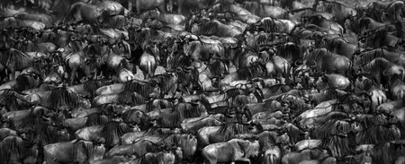 A big herd of wildebeest in Masai Mara National Park in Kenyaの写真素材