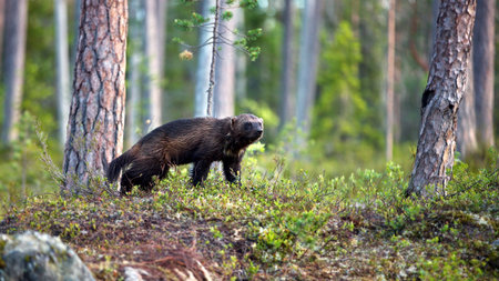 A wolverine in a forest in Finlandの写真素材