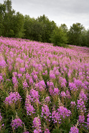 A beautiful view of Purple Fringeless Orchid field with green trees against a blue skyの写真素材