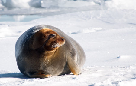 A big sea hare in the snowy habitat in Svalbard on a cold winter dayの写真素材