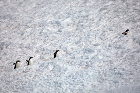 The penguins in their natural habitat in Antarcticaの写真素材