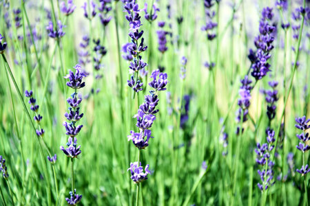 Lavender field and yellow butterfly in Springの写真素材