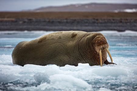 A walrus with long tusks, lying on a floating ice at Svalbard, Norwayの写真素材