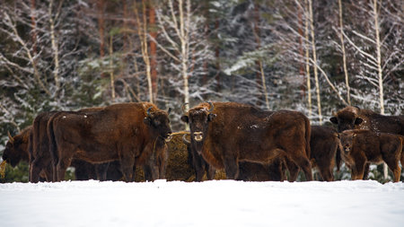 A herd of wisent in a snowy forest in Belarus