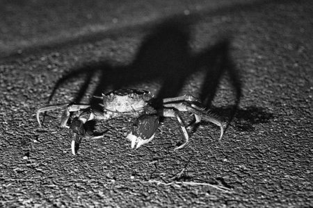 A crab on the ground in Bremen Germany