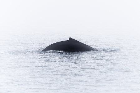 A Humpback whale in the waters of Northern Icelandの写真素材