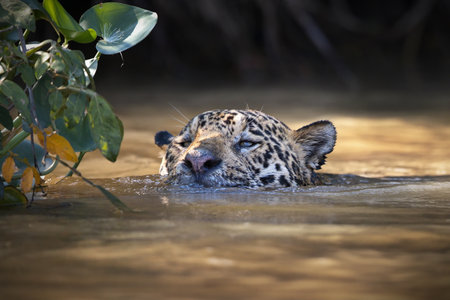 A leopard swimming in water in Pantanal, Brasil