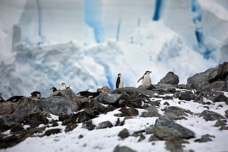 A small white penguins learn how to climb on rocks in Antarctica
