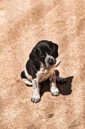A vertical shot of an adorable puppy on the sand on a beachの写真素材