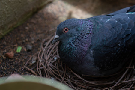A closeup of a pigeon sitting on a nestの写真素材