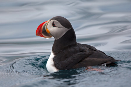 A closeup of a puffin swimming on the cold waters of Svalbard in Norwayの写真素材