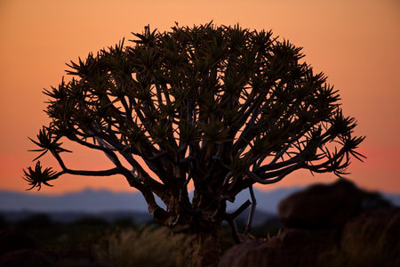 The silhouette of a quiver tree against an orange sunset sky in the Namibian desertの写真素材