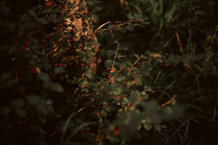 A closeup of a berries in a garden