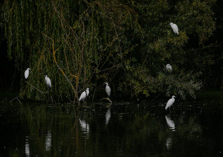 A flock of white birds sitting on branches above the water