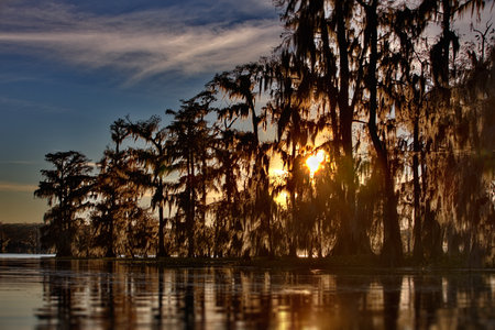A beautiful sunset landscape with tree silhouettes in Cypress Swamps, USAの写真素材