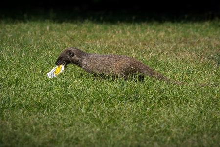 A mongoose caught the broken egg with its mouth and the blurred forest on the background in Israelの写真素材