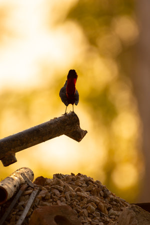 A closeup of a small bird sitting on the wood